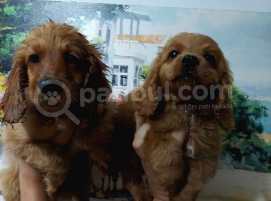 American Ve İngiliz Cocker Yavrular görsel