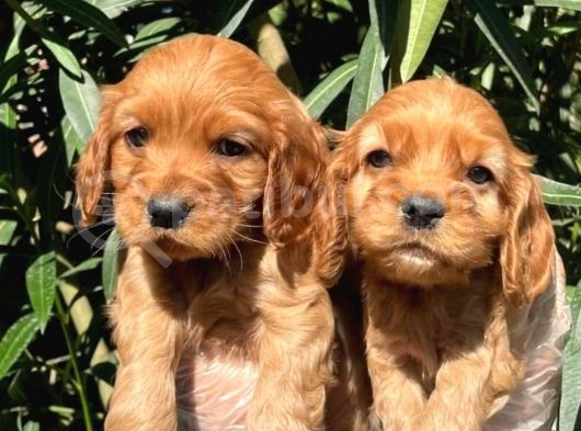 American Ve İngiliz Cocker Yavrular