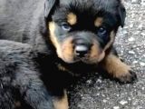 Koca Kafa Macar Rottweiler