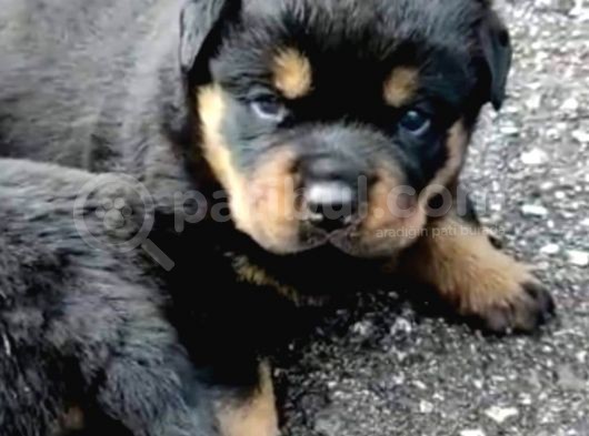 Koca Kafa Macar Rottweiler görsel