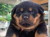 Koca Kafa Macar Rottweiler