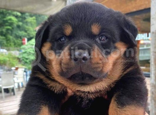 Koca Kafa Macar Rottweiler görsel