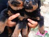 Koca Kafa Macar Rottweiler