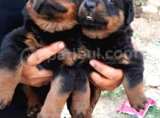 Koca Kafa Macar Rottweiler görsel