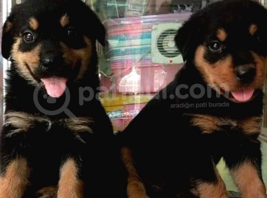 Koca Kafa Macar Rottweiler