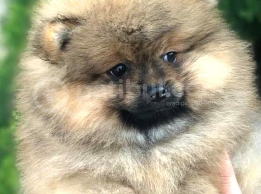 Teddy Bear Pomerian Boo Minnoşlar görsel