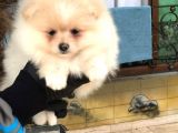 Teddy Bear Pomerian Boo Minnoşlar