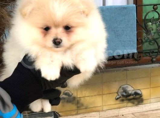 Teddy Bear Pomerian Boo Minnoşlar görsel