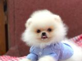 Teddy Bear Pomerian Boo Minnoşlar