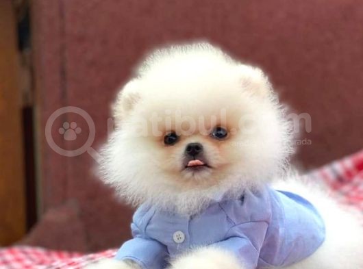 Teddy Bear Pomerian Boo Minnoşlar görsel