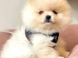 Teddy Bear Pomerian Boo Minnoşlar