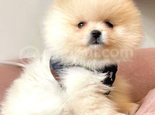 Teddy Bear Pomerian Boo Minnoşlar görsel