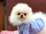 Teddy Bear Pomerian Boo Minnoşlar