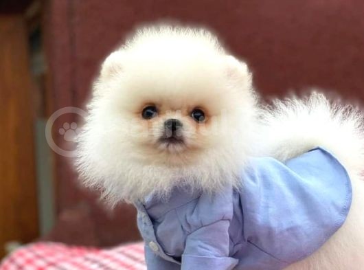 Teddy Bear Pomerian Boo Minnoşlar