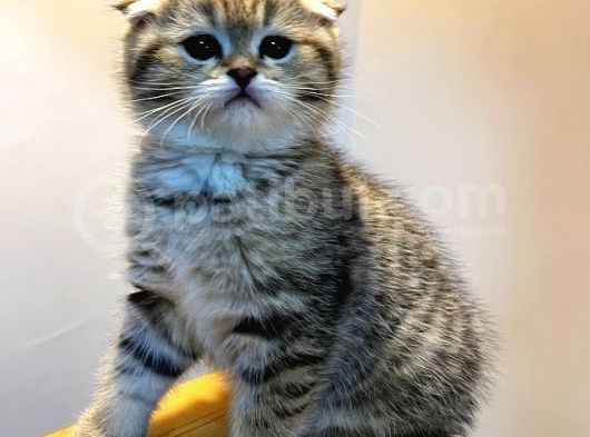 Ayı Surat Black Golden Aile Ortamında Büyümüş Yavrumuz görsel
