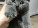 Sağlıklı ve Asil British Shorthair