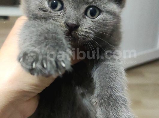 Sağlıklı Ve Asil British Shorthair