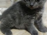 Sağlıklı Ve Asil British Shorthair