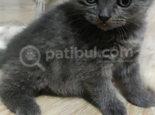 Sağlıklı Ve Asil British Shorthair görsel