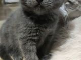 Sağlıklı Ve Asil British Shorthair