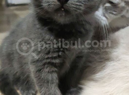 Sağlıklı Ve Asil British Shorthair görsel