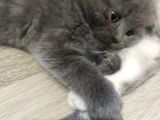 Sağlıklı Ve Asil British Shorthair
