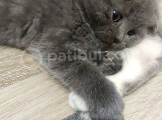 Sağlıklı Ve Asil British Shorthair görsel