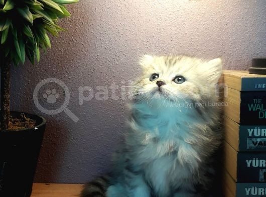 İzmir'In En Güzel Kedileri Yeni Yuvalarını Arıyor görsel