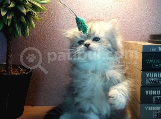 İzmir'In En Güzel Kedileri Yeni Yuvalarını Arıyor görsel