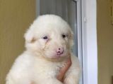 Border Collie Yavrular