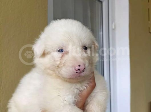 Border Collie Yavrular görsel