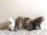 Sevimli Bebeklerimiz Yeni Ailelerini Arıyor