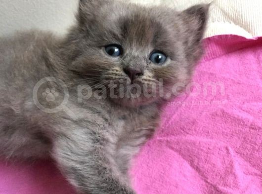 Sevimli Bebeklerimiz Yeni Ailelerini Arıyor görsel