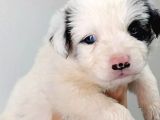 Border Collie Yavrular