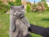 2 Adet Erkek Yavrumuz Yeni Sahibini Arıyor