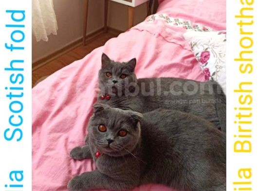 2 Adet Erkek Yavrumuz Yeni Sahibini Arıyor görsel