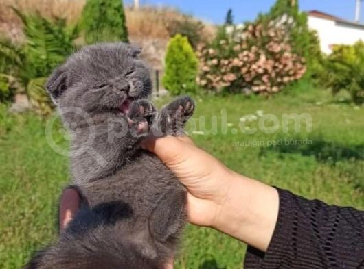 2 Adet Erkek Yavrumuz Yeni Sahibini Arıyor görsel