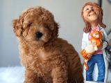 Red Toy Poodle Dişi Ve Erkek Bebekler