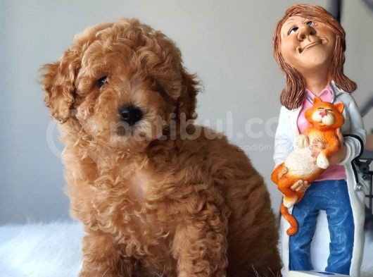 Red Toy Poodle Dişi Ve Erkek Bebekler