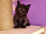 Mainecoon Poly 6 Parmaklı Xl