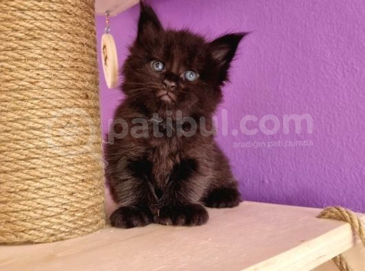 Mainecoon Poly 6 Parmaklı Xl görsel