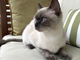 1.5 Yaşında Bluepoint Dişi Kedi (Kısırlaştırıldı)