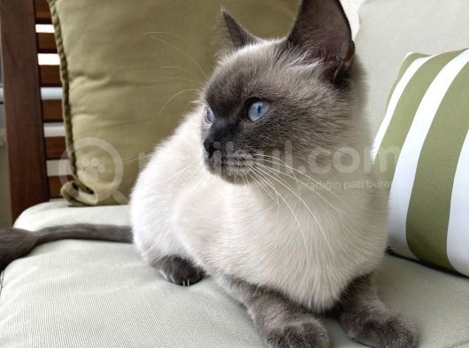 1.5 Yaşında Bluepoint Dişi Kedi (Kısırlaştırıldı) görsel