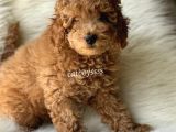 Red Toy Poodle Dişi Ve Erkek Yavrular