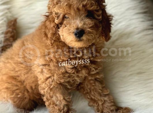 Red Toy Poodle Dişi Ve Erkek Yavrular görsel