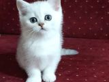 British Shorthair Yavruları