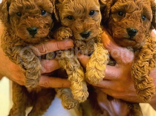 Dünya Tatlisi Poodle Yavrulari