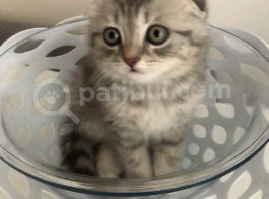 Scotish Fold Sıfır Kulak Silver Tabby Erkek görsel