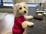 11 Aylık Dişi Maltes Terrier