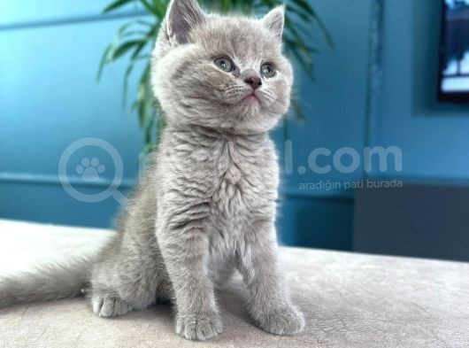 British Shorthair
